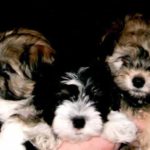 Havanese1